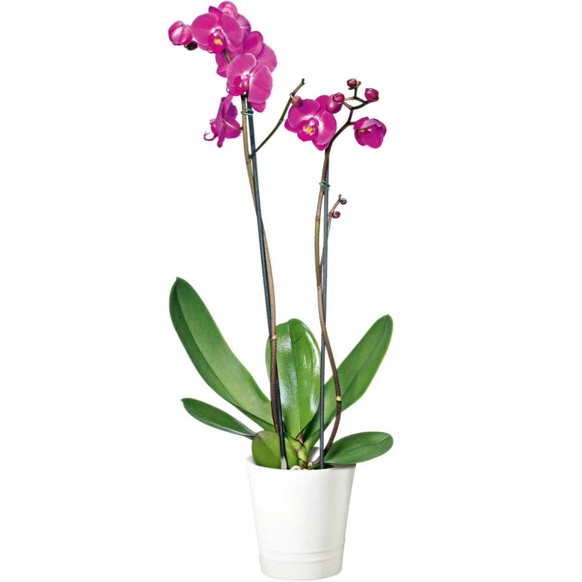 Plantiflor Schmetterlingsorchidee Topf Durchmesser 12 cm