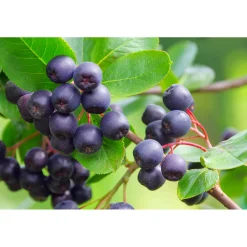 Plantiflor Schwarze Apfelbeere Topf Durchmesser 17 cm
