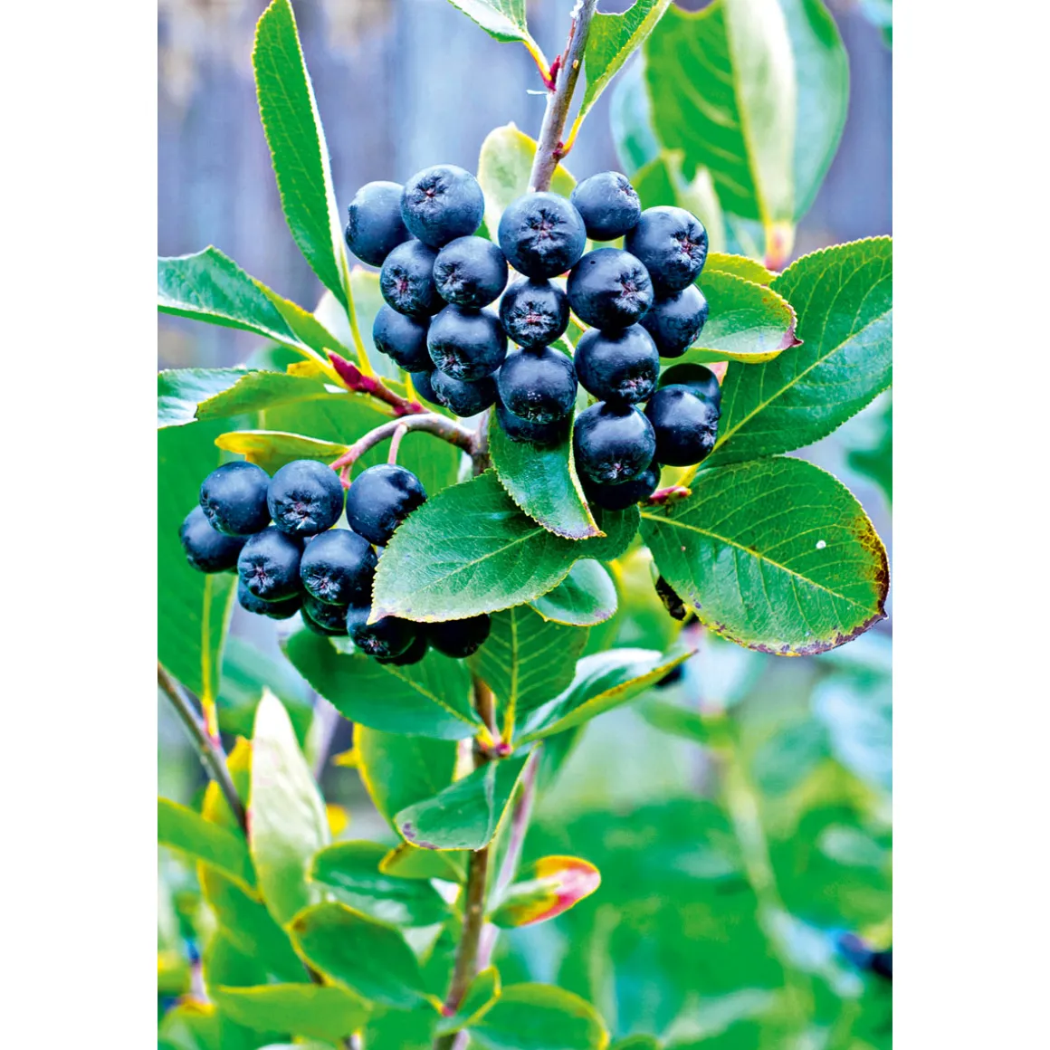 Plantiflor Schwarze Apfelbeere Topf Durchmesser 17 cm