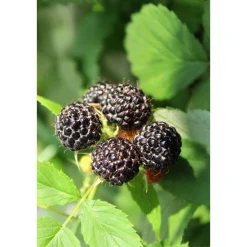 Plantiflor Schwarze Imbeere Black Jewel Topf Durchmesser 17 cm