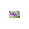 Plantiflor Sommerflieder Psychedelic Sky Topf Durchmesser 20 cm