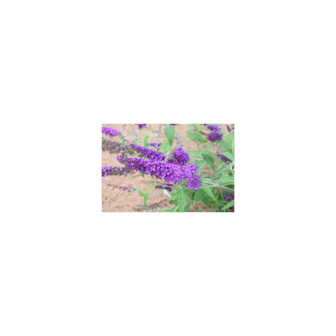 Plantiflor Sommerflieder Psychedelic Sky Topf Durchmesser 20 cm