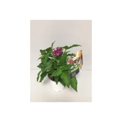 Plantiflor Sternblume Topf Durchmesser 13 cm