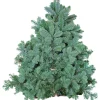 Plantiflor Tannenzweige Blaue Edeltanne Handbund 500 g