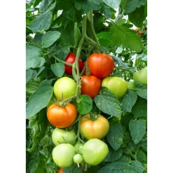 Plantiflor Veredelte Salattomate Topf Durchmesser 12 cm
