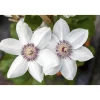 Plantiflor Waldrebe Miss Bateman Topf Durchmesser 17 cm