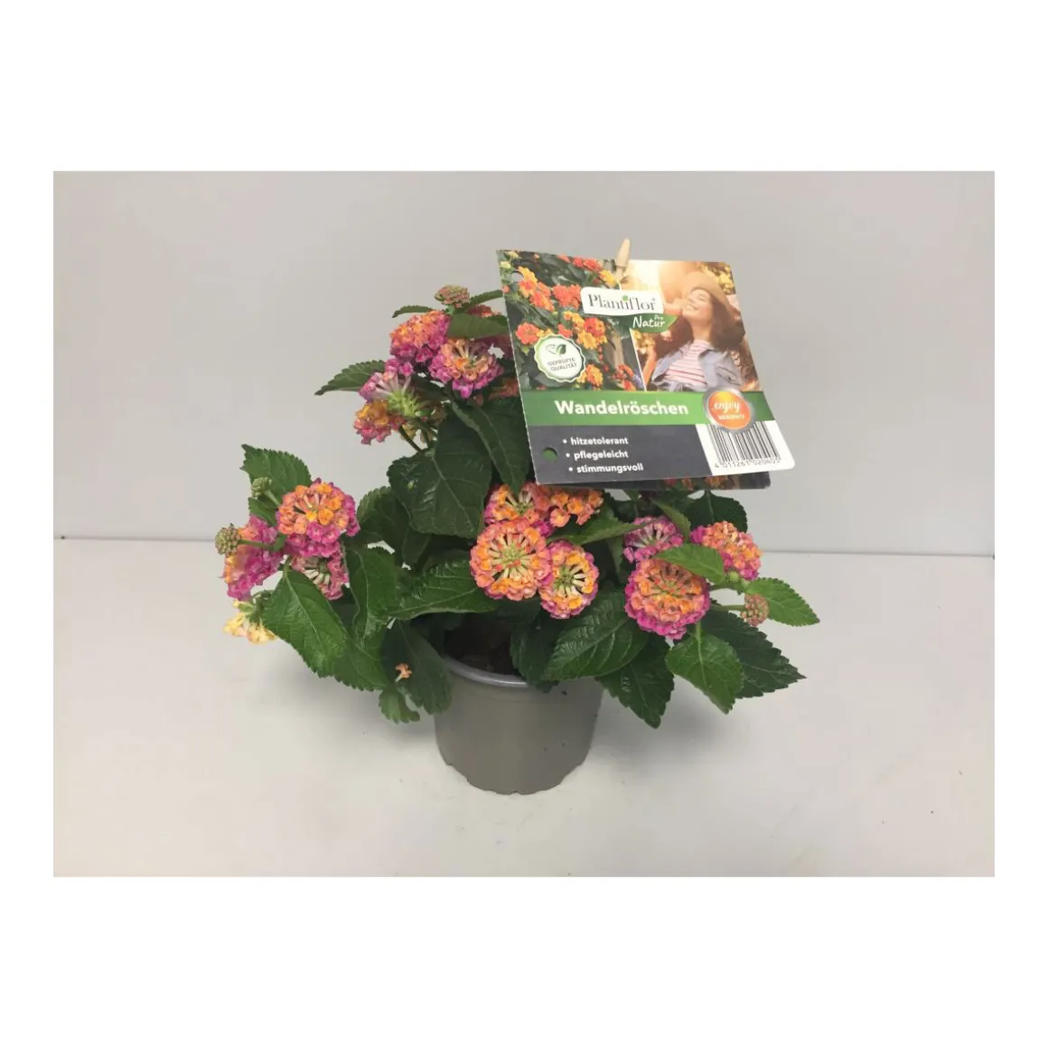 Plantiflor Wandelröschen Topf Durchmesser 12 cm