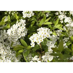 Plantiflor Weiße Rispenspiere Grefsheim Topf Durchmesser 19 cm