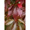 Plantiflor Wilder Wein Topf Durchmesser 17 cm