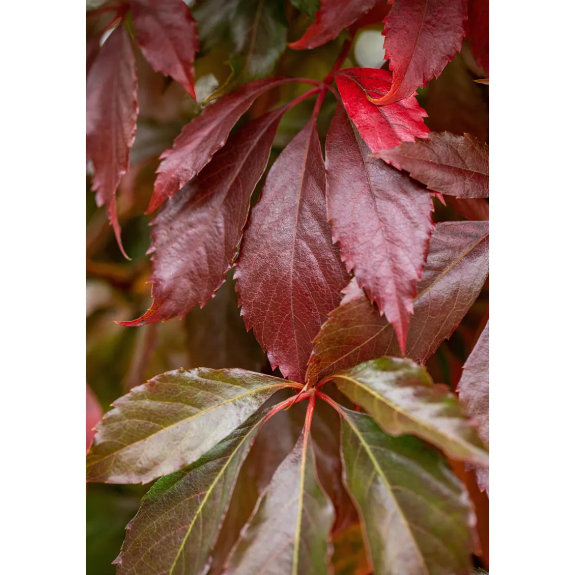 Plantiflor Wilder Wein Topf Durchmesser 17 cm