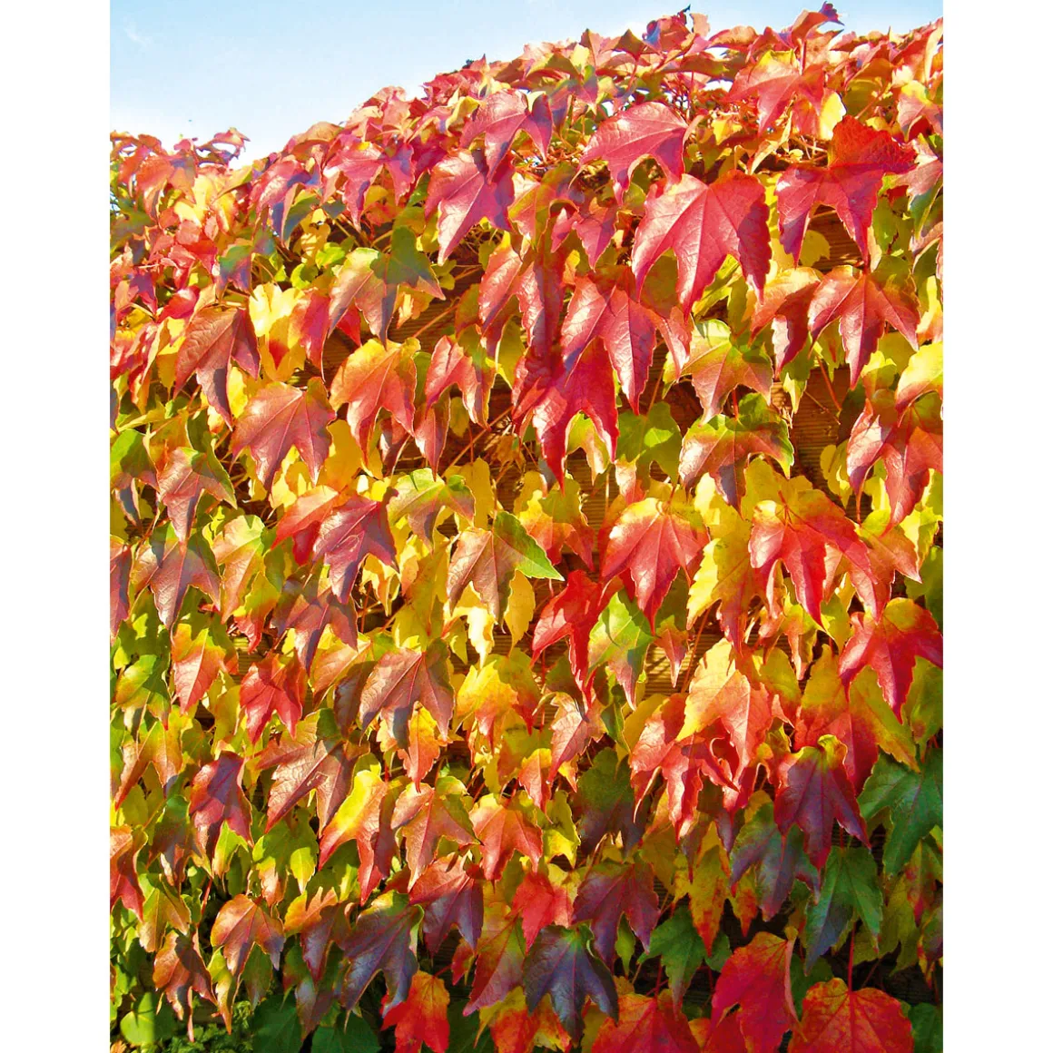 Plantiflor Wilder Wein Topf Durchmesser 17 cm