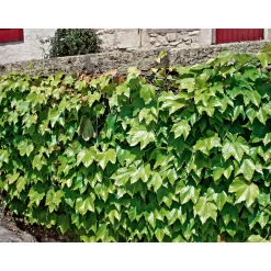 Plantiflor Wilder Wein Topf Durchmesser 17 cm