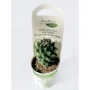 Plantiflor Wolfsmilch-Mix T5,5