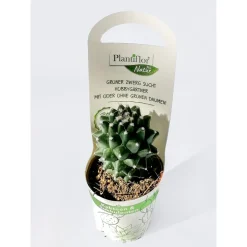 Plantiflor Wolfsmilch-Mix T5,5
