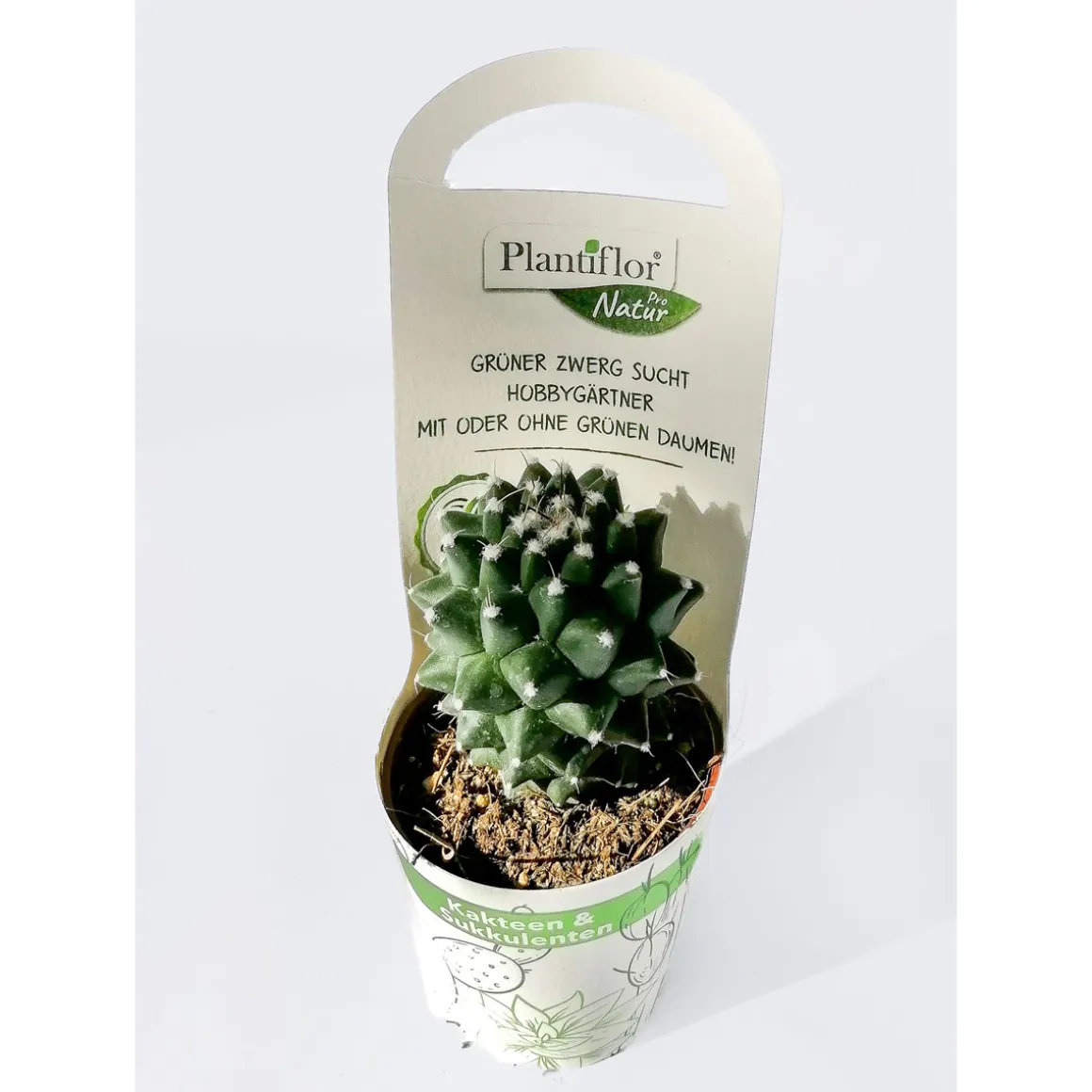 Plantiflor Wolfsmilch-Mix T5,5
