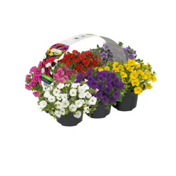 Plantiflor Zauberglöckchen 6er-Pack