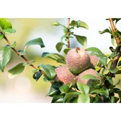 Plantiflor Zierquitte Friesdorfer Typ Topf Durchmesser 19 cm