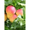 Plantiflor Zwergapfel Galina Stamm Topf Durchmesser 23 cm