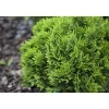 Plantiflor Zwergiger Kugel-Lebensbaum Danica Topf Durchmesser 17 cm