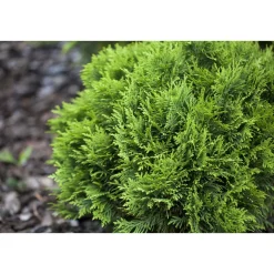 Plantiflor Zwergiger Kugel-Lebensbaum Danica Topf Durchmesser 17 cm