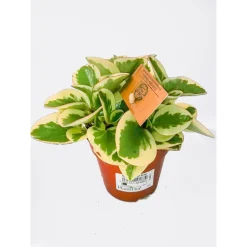 Plantiflor Zwergpfeffer bunt 15-20 cm T12