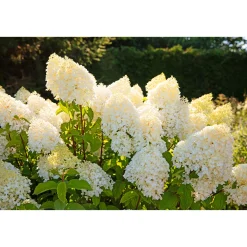 Rispenhortensie Living Creations Topf Durchmesser 23 cm