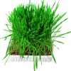 Trixie Kleintiergras 100g