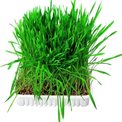 Trixie Kleintiergras 100g