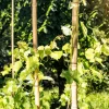 Windhager Bambusrohr 200x3-4 cm