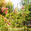 Windhager Blumenstütze Bambus 110x40 cm