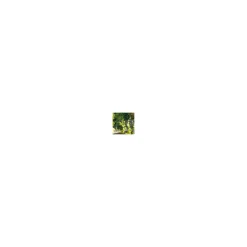 Windhager Ranknetz 10 x 2 m 50 mm