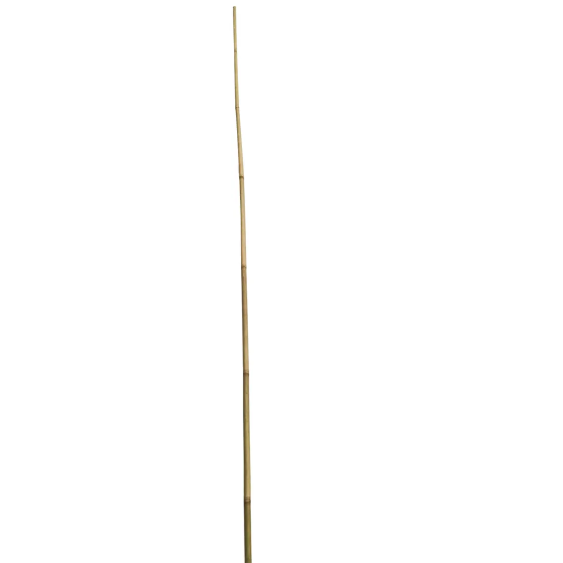 Wingart Bambusstab 210 cm